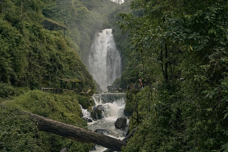 Jungle Discoveries