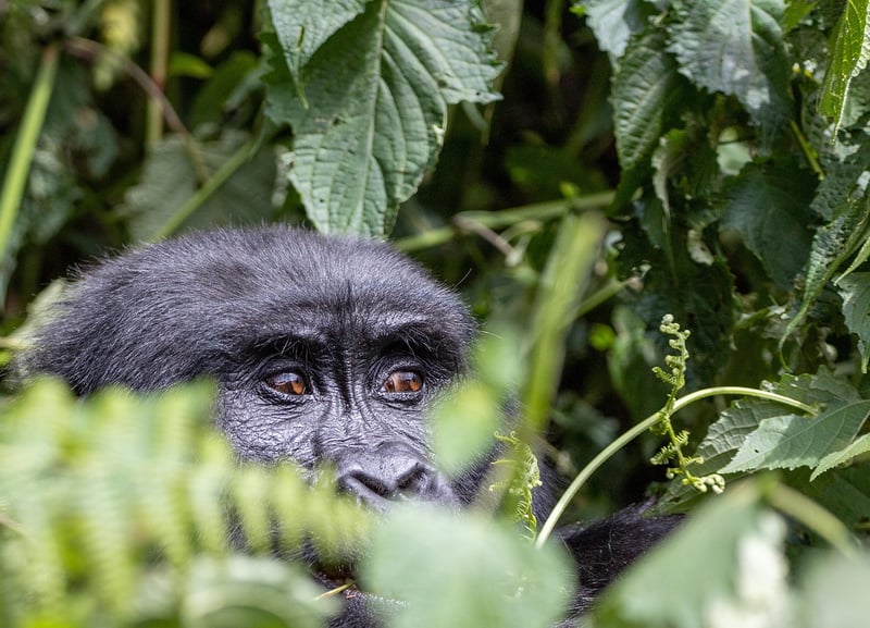 Jungle Image
